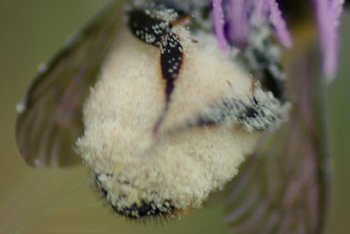 Megachile centuncularis